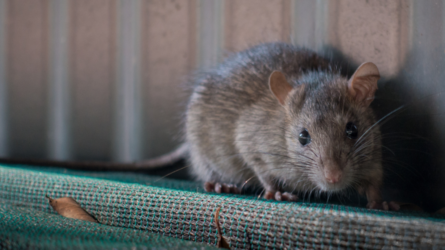 Need to get rid of mice or rats?