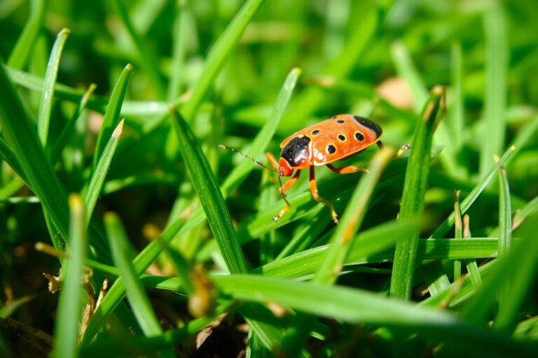 how to get rid of june bugs