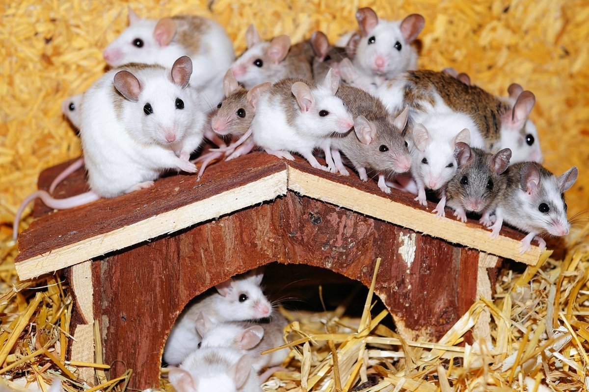 Safe Handling and Cleaning After Mouse Infestation