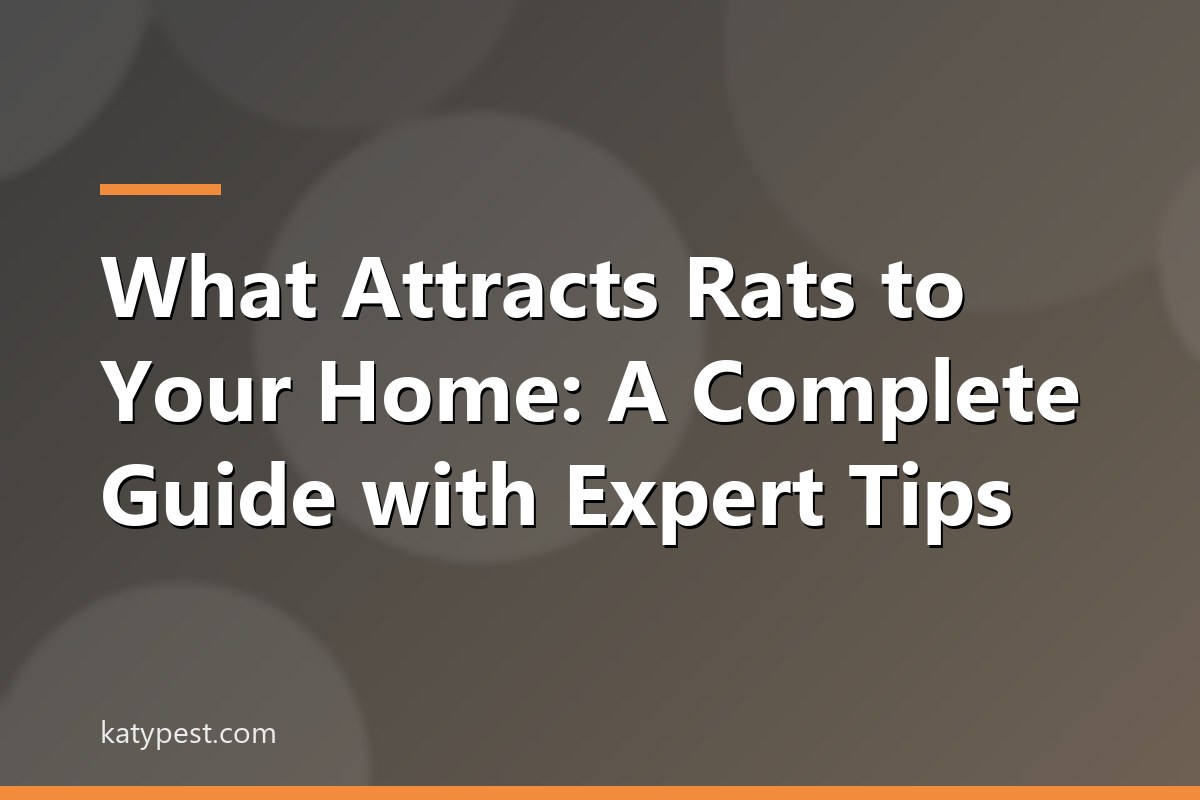 what attracts rats to your home